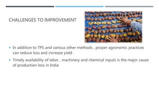CHALLENGES TO IMPROVEMENT
 In addition to TPS and various other methods , proper agronomic practices
can reduce loss and increase yield .
 Timely availability of labor , machinery and chemical inputs is the major cause
of production loss in India
 