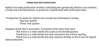 Crop improvement_rice.pptx hybridization | PPTX