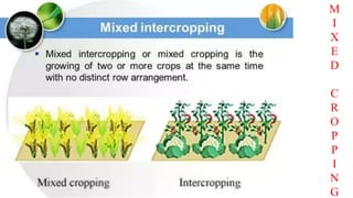 Suitable Cropping Pattern Examples croping patterns.pptx