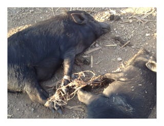 Crop livestock farming systems research in semi-arid southern Africa II