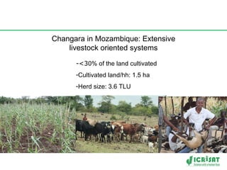 Changara in Mozambique: Extensive livestock oriented systems <ul><li><3 0% of the land cultivated </li></ul><ul><li>Cultiv...