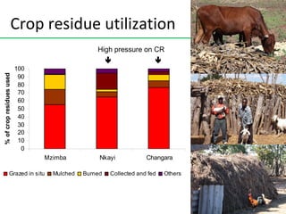 Crop-livestock intensification in Southern Africa: Drivers, opportunities and crop residue utilization