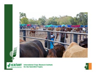Crop-livestock integration and intensification