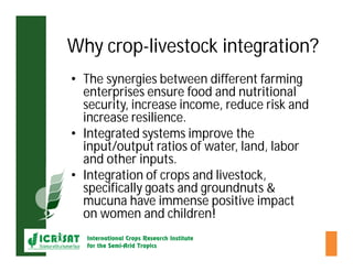 Crop-livestock integration and intensification