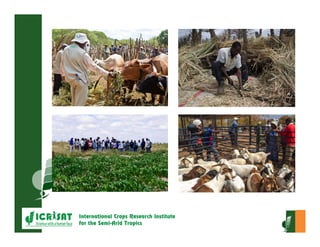 Crop-livestock integration and intensification