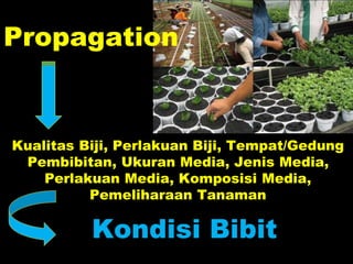 Propagation
Kualitas Biji, Perlakuan Biji, Tempat/Gedung
Pembibitan, Ukuran Media, Jenis Media,
Perlakuan Media, Komposisi Media,
Pemeliharaan Tanaman
Kondisi Bibit
 
