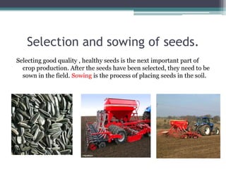 Selection and sowing of seeds.Selecting good quality , healthy seeds is the next important part of crop production. After the seeds have been selected, they need to be sown in the field. Sowing is the process of placing seeds in the soil.