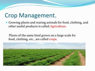 Crop Management. Growing plants and rearing animals for food, clothing, and other useful products is called Agriculture.     Plants of the same kind grown on a large scale for food, clothing, etc., are called crops. 