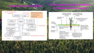 Crop Modelling in Rice | PPTX