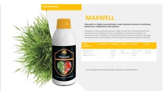 Drip
Foliar spray
Crop Nutrition
MAXWELL
Active
Ingredients
Formulation Packaging Application Dosage Crops
Nitrogen 2.7%
Potash 4.1%
Magnesium 4.7%
L 100 ml
250 ml
500 ml
1 ltr
Drip
Foliar spray
2.5 ml – 3 ml
per ltr of
water
All Crop
Varieties
 