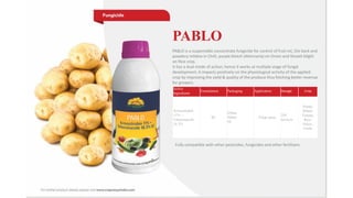 Active
Ingredients
Formulation Packaging Application Dosage Crop
Azoxystrobin
11% +
Tebuconazole
18.3%
SC
250ml
500ml
1lt
Foliar spray
350
ml/Acre
Potato,
Wheat,
Tomato,
Rice,
Onion,
Chilli
PABLO is a suspensible concentrate fungicide for control of fruit rot, Die back and
powdery mildew in Chilli, purple blotch (Alternaria) on Onion and Sheath blight
on Rice crop.
It has a dual mode of action; hence it works at multiple stage of fungal
development. It impacts positively on the physiological activity of the applied
crop by improving the yield & quality of the produce thus fetching better revenue
for growers.
PABLO
Fully compatible with other pesticides, fungicides and other fertilizers
 