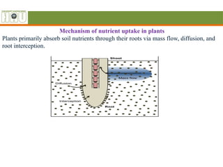 Root Interception Crop nutrition (2).pptx Crop Nutrition-II (Mechanism, absorption ...