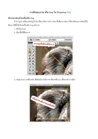 การตัดขอบภาพ หรือ Crop ใน Photoshop CS5
ตัดเฉพาะส่วนด้วยเครื่องมือ Crop
ถ้าหากรูปภาพมีขนาดใหญ่เกินไป หรือเราต้องการนําภาพมาใช้เพียงบางส่วน ก็เลือกตัดขอบภาพส่วนที่ไม่
ต้องการใช้ทิ้งได้ ด้วยเครื่องมือ Crop ดังภาพ
1. คลิกปุ่ม Crop
2. เลือกพื้นที่ที่ต้องการ
3. กดปุ่ม Enter บนคีย์บอร์ด เพื่อยืนยันการตัดภาพ หรือกดคีย์ Esc เพื่อยกเลิกการเลือก
 