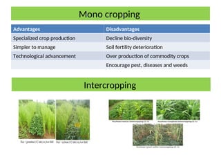 Mono cropping
Advantages Disadvantages
Specialized crop production Decline bio-diversity
Simpler to manage Soil fertility deterioration
Technological advancement Over production of commodity crops
Encourage pest, diseases and weeds
Intercropping
 