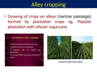 Alley cropping
• Growing of crops on alleys (narrow passage)
formed by plantation crops eg. Popular
plantation with wheat/ sugarcane
 