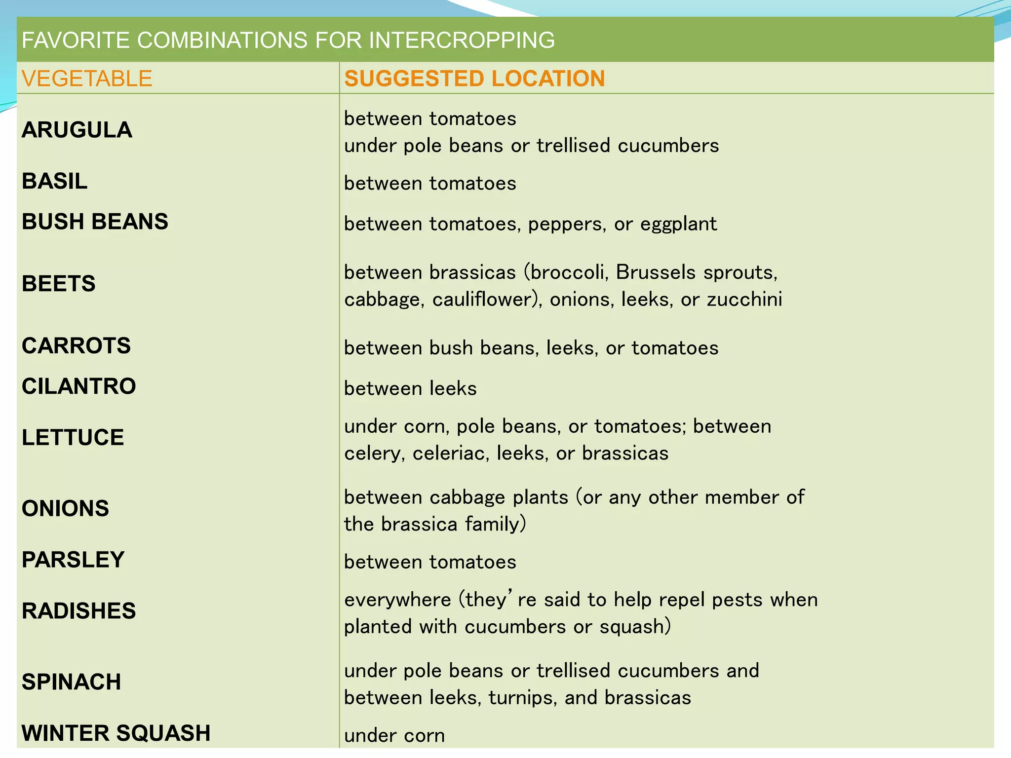 FAVORITE COMBINATIONS FOR INTERCROPPING
VEGETABLE SUGGESTED LOCATION
ARUGULA
between tomatoes
under pole beans or trellised cucumbers
BASIL between tomatoes
BUSH BEANS between tomatoes, peppers, or eggplant
BEETS
between brassicas (broccoli, Brussels sprouts,
cabbage, cauliflower), onions, leeks, or zucchini
CARROTS between bush beans, leeks, or tomatoes
CILANTRO between leeks
LETTUCE
under corn, pole beans, or tomatoes; between
celery, celeriac, leeks, or brassicas
ONIONS
between cabbage plants (or any other member of
the brassica family)
PARSLEY between tomatoes
RADISHES
everywhere (they’re said to help repel pests when
planted with cucumbers or squash)
SPINACH
under pole beans or trellised cucumbers and
between leeks, turnips, and brassicas
WINTER SQUASH under corn
 