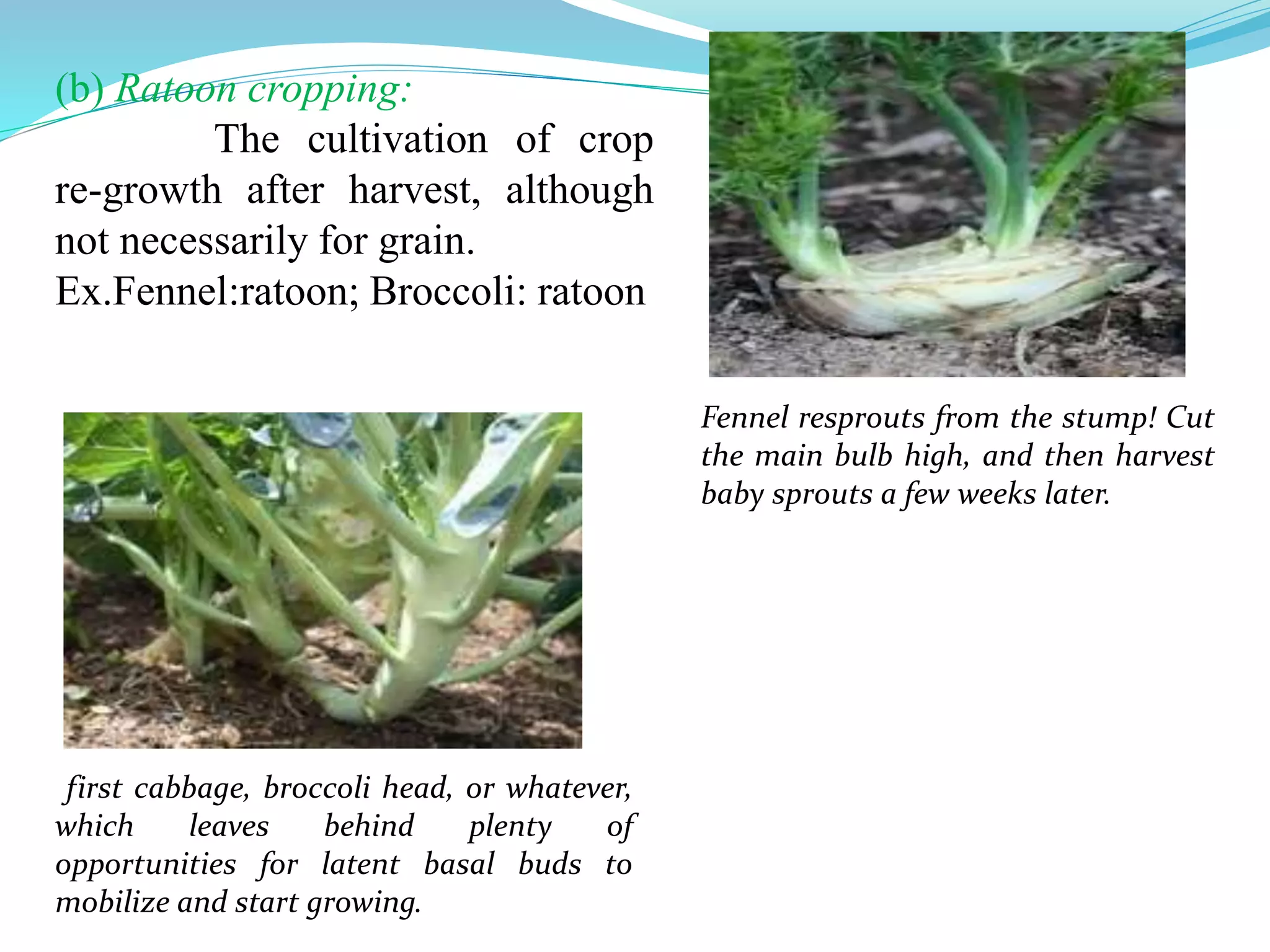 Fennel resprouts from the stump! Cut
the main bulb high, and then harvest
baby sprouts a few weeks later.
first cabbage, broccoli head, or whatever,
which leaves behind plenty of
opportunities for latent basal buds to
mobilize and start growing.
(b) Ratoon cropping:
The cultivation of crop
re-growth after harvest, although
not necessarily for grain.
Ex.Fennel:ratoon; Broccoli: ratoon
 