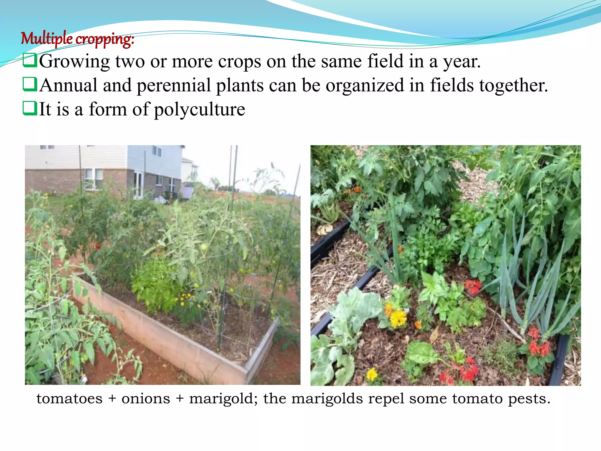Multiple cropping:
Growing two or more crops on the same field in a year.
Annual and perennial plants can be organized in fields together.
It is a form of polyculture
tomatoes + onions + marigold; the marigolds repel some tomato pests.
 