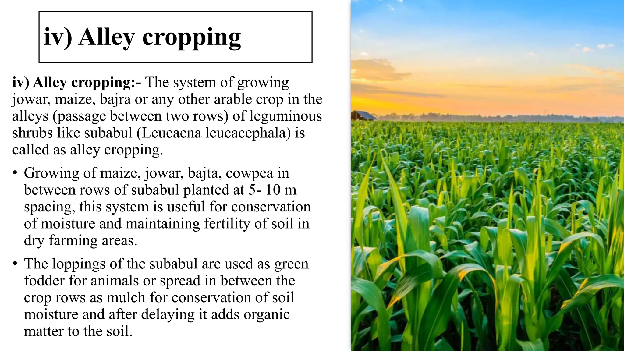 iv) Alley cropping
iv) Alley cropping:- The system of growing
jowar, maize, bajra or any other arable crop in the
alleys (passage between two rows) of leguminous
shrubs like subabul (Leucaena leucacephala) is
called as alley cropping.
• Growing of maize, jowar, bajta, cowpea in
between rows of subabul planted at 5- 10 m
spacing, this system is useful for conservation
of moisture and maintaining fertility of soil in
dry farming areas.
• The loppings of the subabul are used as green
fodder for animals or spread in between the
crop rows as mulch for conservation of soil
moisture and after delaying it adds organic
matter to the soil.
 