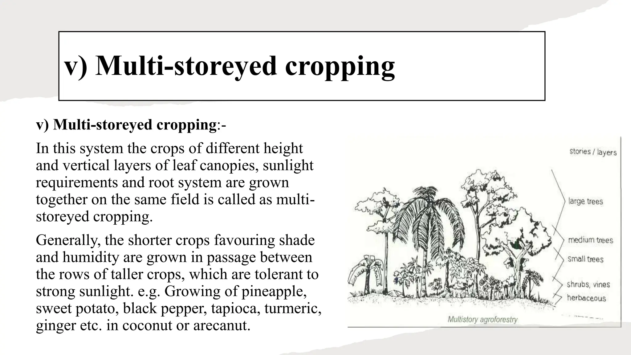 v) Multi-storeyed cropping
v) Multi-storeyed cropping:-
In this system the crops of different height
and vertical layers of leaf canopies, sunlight
requirements and root system are grown
together on the same field is called as multi-
storeyed cropping.
Generally, the shorter crops favouring shade
and humidity are grown in passage between
the rows of taller crops, which are tolerant to
strong sunlight. e.g. Growing of pineapple,
sweet potato, black pepper, tapioca, turmeric,
ginger etc. in coconut or arecanut.
 