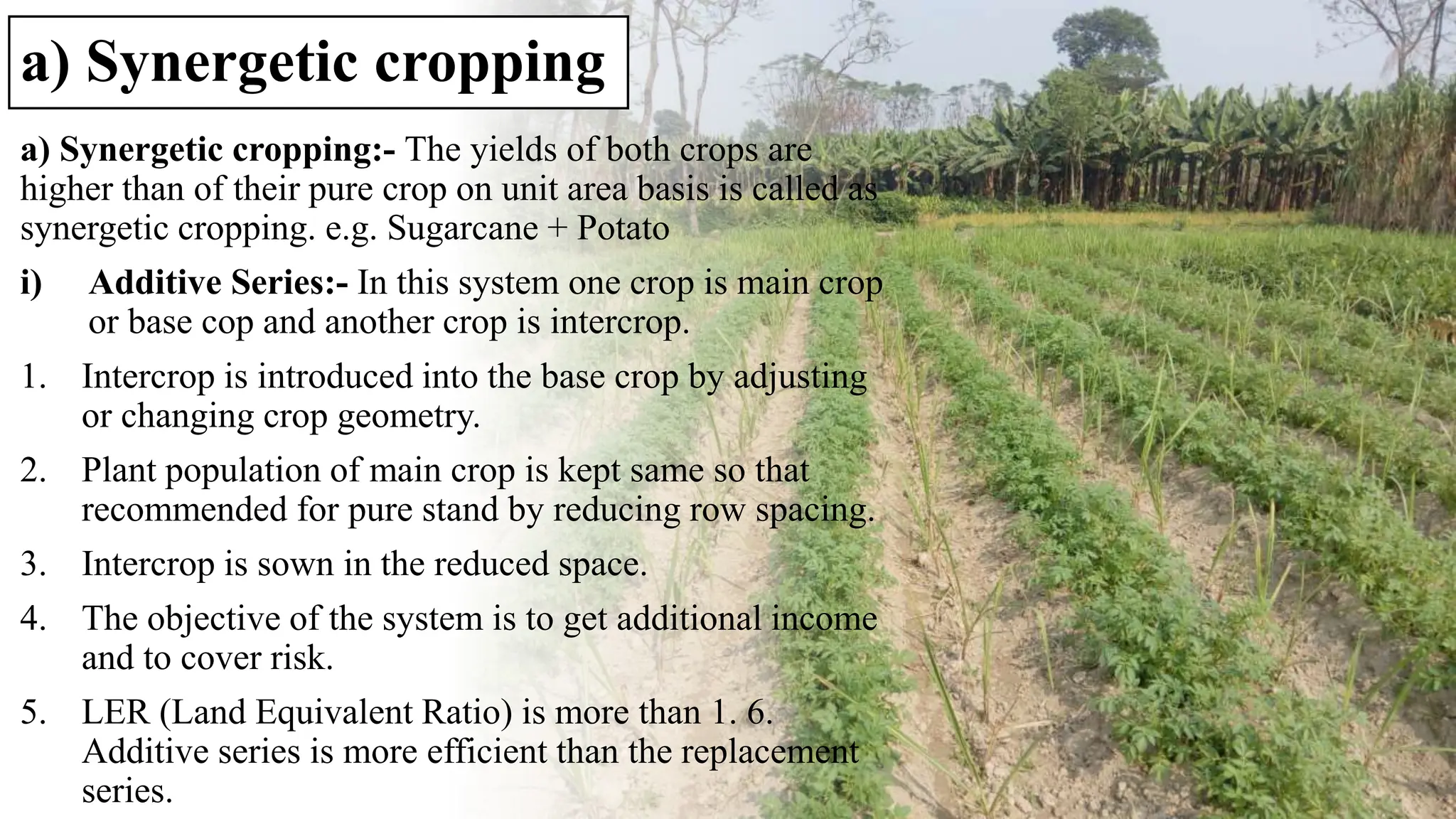 a) Synergetic cropping
a) Synergetic cropping:- The yields of both crops are
higher than of their pure crop on unit area basis is called as
synergetic cropping. e.g. Sugarcane + Potato
i) Additive Series:- In this system one crop is main crop
or base cop and another crop is intercrop.
1. Intercrop is introduced into the base crop by adjusting
or changing crop geometry.
2. Plant population of main crop is kept same so that
recommended for pure stand by reducing row spacing.
3. Intercrop is sown in the reduced space.
4. The objective of the system is to get additional income
and to cover risk.
5. LER (Land Equivalent Ratio) is more than 1. 6.
Additive series is more efficient than the replacement
series.
 