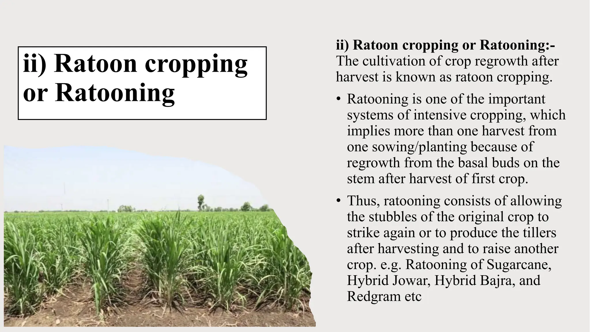ii) Ratoon cropping
or Ratooning
ii) Ratoon cropping or Ratooning:-
The cultivation of crop regrowth after
harvest is known as ratoon cropping.
• Ratooning is one of the important
systems of intensive cropping, which
implies more than one harvest from
one sowing/planting because of
regrowth from the basal buds on the
stem after harvest of first crop.
• Thus, ratooning consists of allowing
the stubbles of the original crop to
strike again or to produce the tillers
after harvesting and to raise another
crop. e.g. Ratooning of Sugarcane,
Hybrid Jowar, Hybrid Bajra, and
Redgram etc
 