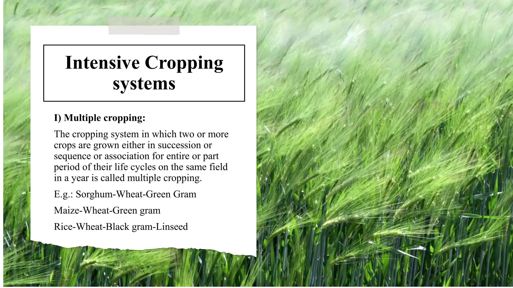 Intensive Cropping
systems
I) Multiple cropping:
The cropping system in which two or more
crops are grown either in succession or
sequence or association for entire or part
period of their life cycles on the same field
in a year is called multiple cropping.
E.g.: Sorghum-Wheat-Green Gram
Maize-Wheat-Green gram
Rice-Wheat-Black gram-Linseed
 
