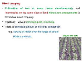 Comprehensive Overview of Cropping Systems: Intercropping and Multi ...
