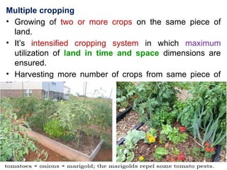 Comprehensive Overview of Cropping Systems: Intercropping and Multi ...