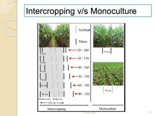 Intercropping v/s Monoculture
1/28/2018 13
 