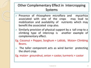 Other Complementary Effect in Intercropping
Systems
 Presence of rhizosphere microflora and mycorhiza
associated with one of the crops may lead to
mobilization and availability of nutrients which may
benefit the associated crop also.
 Similarly provision of physical support by a tall crop to a
climbing type of intercrop is another example of
complementary effect.
Eg. Coconut + Pepper, Sorghum + Lablab, Maize+ Climbing
Beans.
 The taller component acts as wind barrier protecting
the short crop.
Eg. maize+ groundnut, onion + castor, turmeric + castor
1/28/2018 41
 