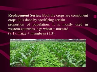 Replacement Series: Both the crops are component
crops. It is done by sacrificing certain
proportion of population. It is mostly used in
western countries. e.g: wheat + mustard
(9:1), maize + mungbean (1:3)
 