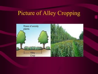 Picture of Alley Cropping
 