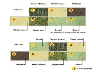 Cropping Systems.pptx