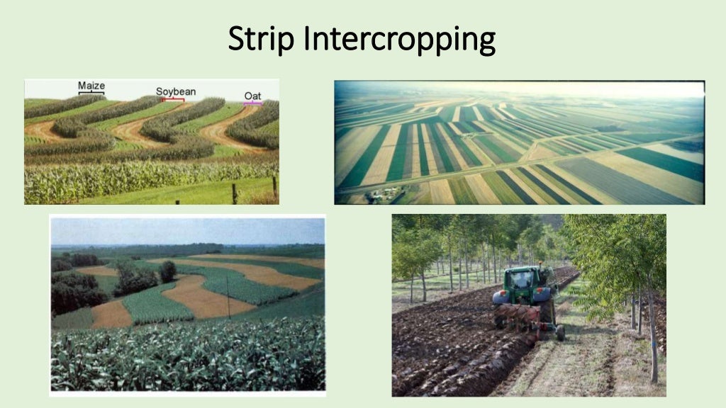 Cropping Systems