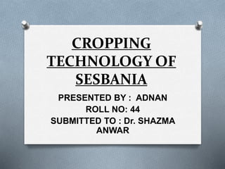 CROPPING
TECHNOLOGY OF
SESBANIA
PRESENTED BY : ADNAN
ROLL NO: 44
SUBMITTED TO : Dr. SHAZMA
ANWAR
 