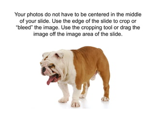 Your photos do not have to be centered in the middle
  of your slide. Use the edge of the slide to crop or
“bleed” the image. Use the cropping tool or drag the
        image off the image area of the slide.
 