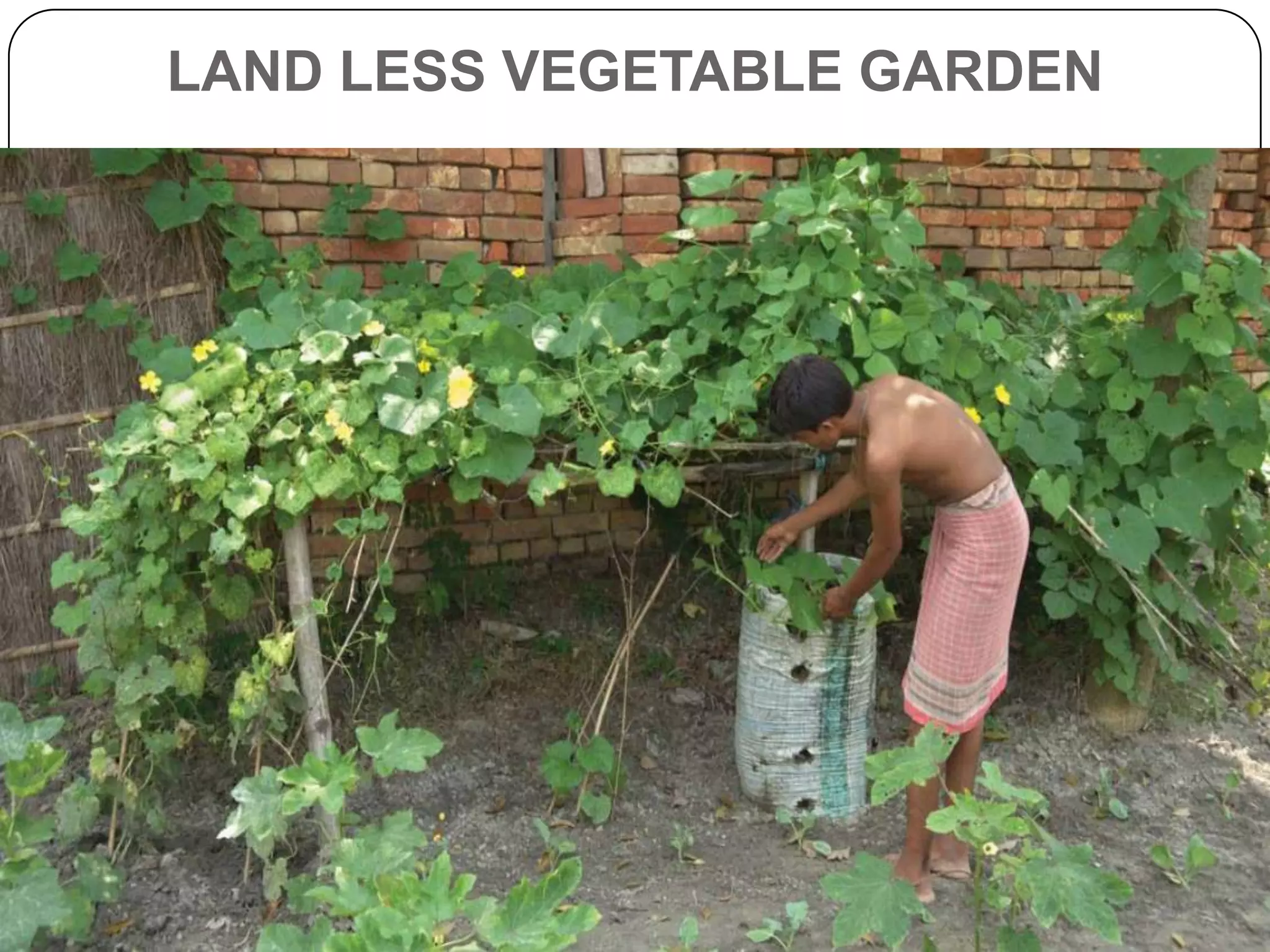 LAND LESS VEGETABLE GARDEN
 