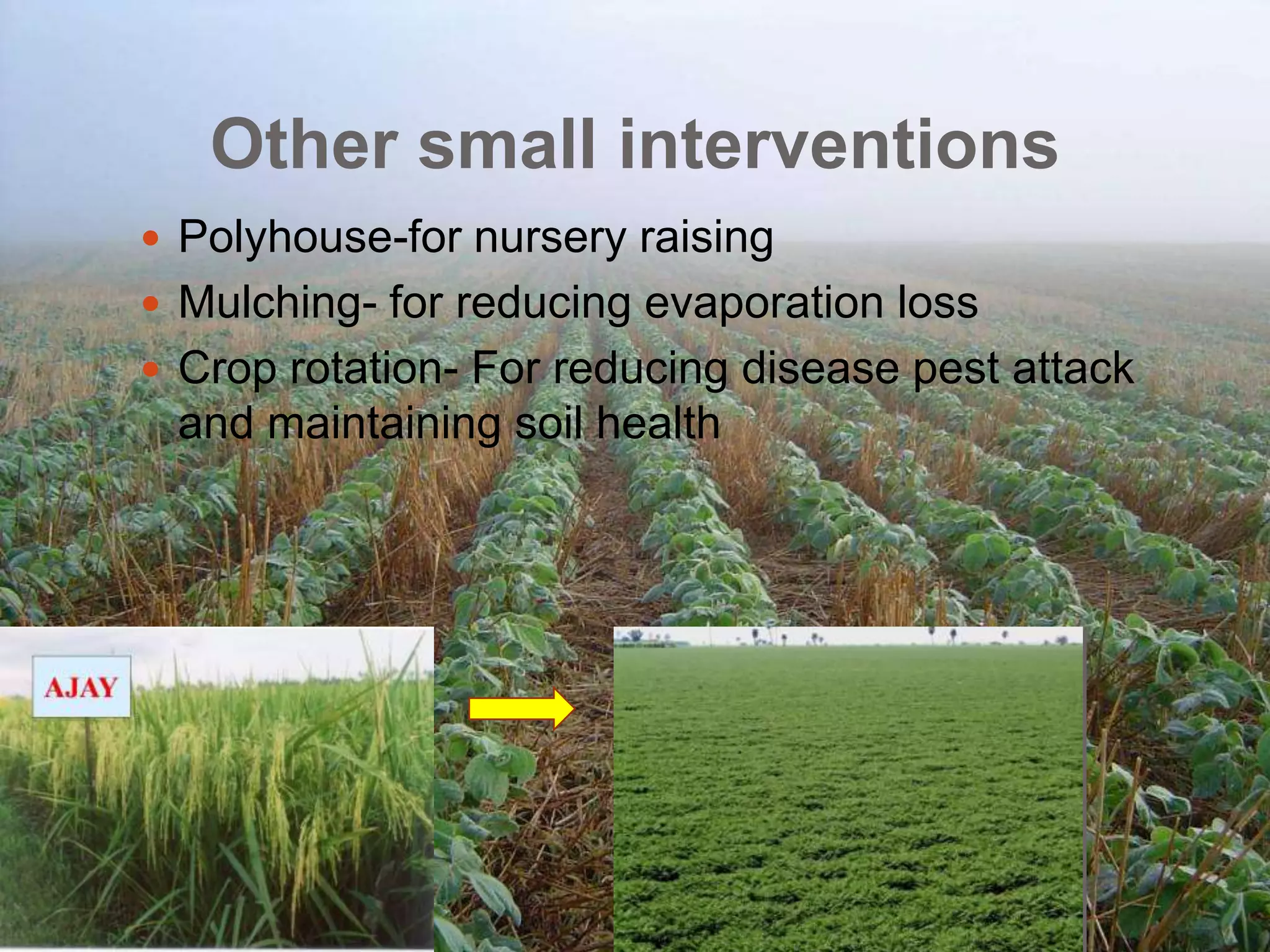 Other small interventions
 Polyhouse-for nursery raising
 Mulching- for reducing evaporation loss
 Crop rotation- For reducing disease pest attack
and maintaining soil health
 