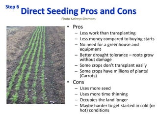 Direct Seeding Pros and Cons
Photo Kathryn Simmons
• Pros
– Less work than transplanting
– Less money compared to buying s...