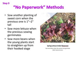 “No Paperwork” Methods
• Sow another planting of
sweet corn when the
previous one is 1”–2"
tall
• Sow more lettuce when
th...