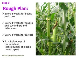 Rough Plan:
Every 2 weeks for beans
and corn,
Every 3 weeks for squash
and cucumbers and
edamame
Every 4 weeks for carr...