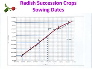 Radish Succession Crops
Sowing Dates
 
