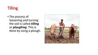 Tilling
• The process of
loosening and turning
the soil is called tilling
or ploughing. This is
done by using a plough.
 