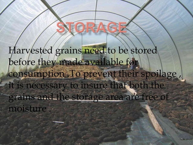 Inside Crops CROP PRODUCTION AND MANAGEMENT | PPTX | Agriculture | Industries