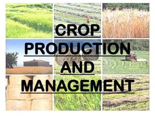 CROP
PRODUCTION
   AND
MANAGEMENT
 