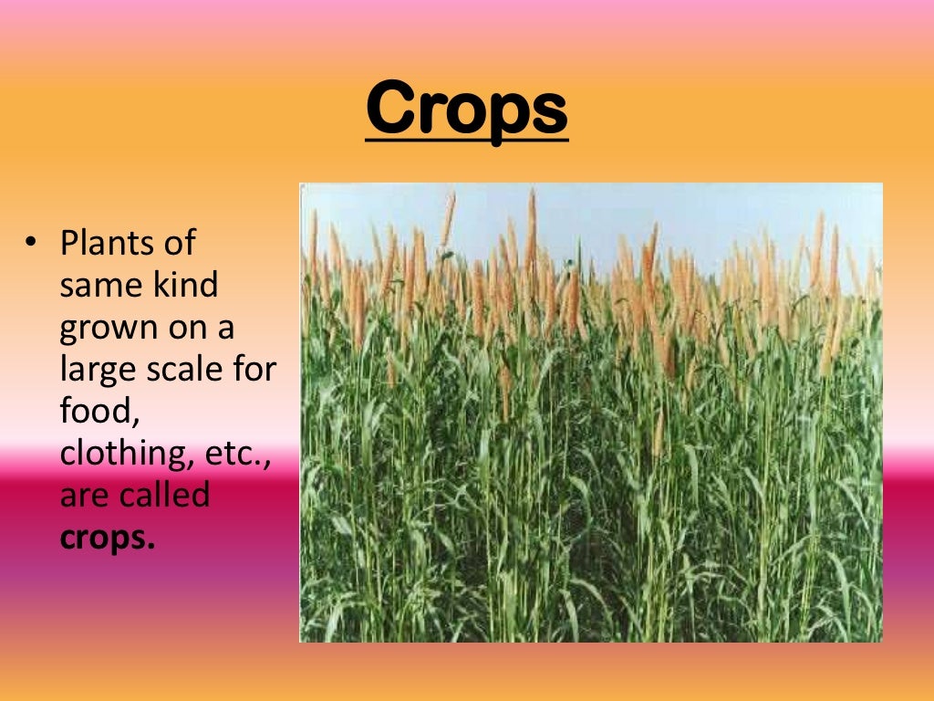 CROP PRODUCTION AND MANAGEMENT