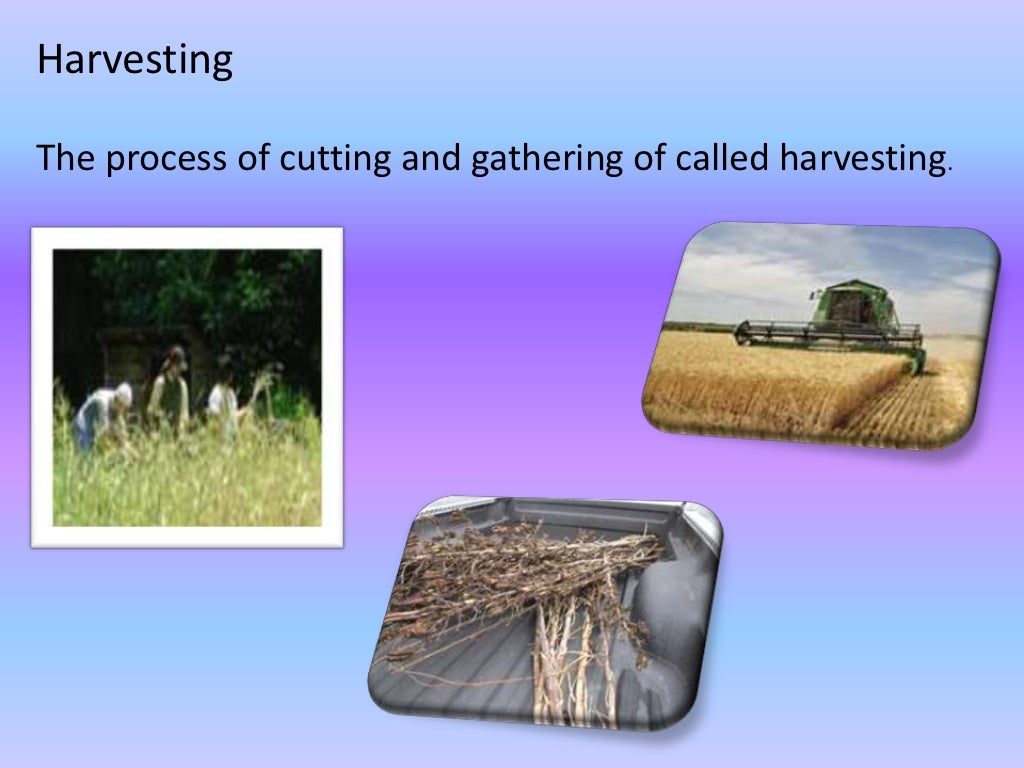 CROP PRODUCTION AND MANAGEMENT