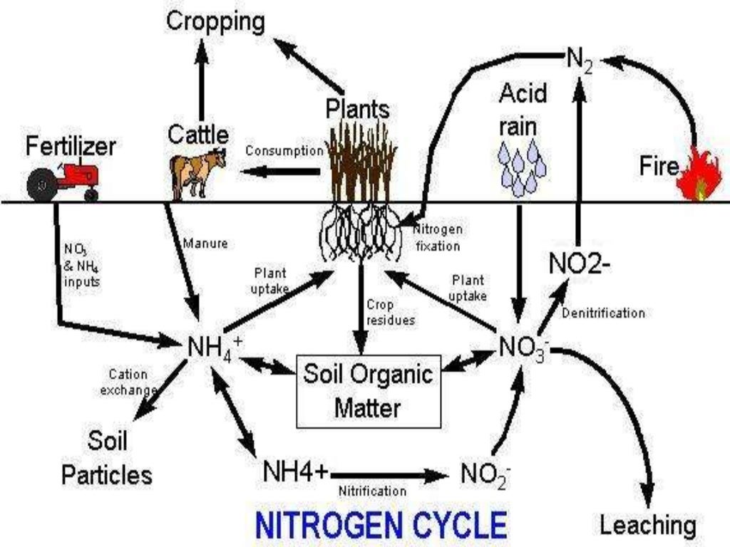 CROP PRODUCTION AND MANAGEMENT