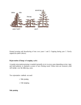 General pruning and desuckering of tree over years 1 and 2. Capping during year 3. Newly
capped tree photo (above)
Rejuvenation (Change of cropping cycle)
A regular rejuvenation pruning is needed (normally at six to seven years depending on tree vigor
and yield pattern), to maintain a source of new fruiting wood. Unless trees are renewed, yield
will decline over the following years.
Two rejuvenation methods are used:
o Side pruning
o Full stumping
Side pruning
 